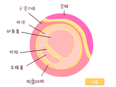 【怀孕4周】怀孕4周有什么反应_怀孕4周胎儿发育情况