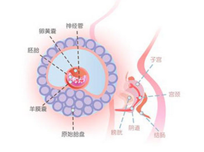 【怀孕5周】怀孕5周有什么反应