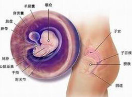 【怀孕7周】怀孕7周胎儿发育情况_怀孕7周胎儿有多大