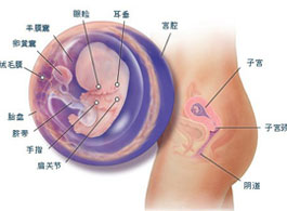 【怀孕10周】怀孕10周胎儿发育情况