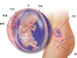 【怀孕13周】怀孕13周胎儿图_怀孕13周胎儿发育情况