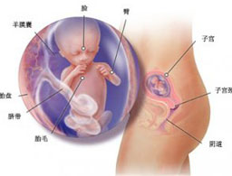【怀孕14周】怀孕14周胎儿发育情况