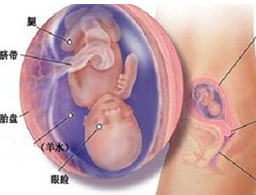 【怀孕15周】怀孕15周胎儿发育情况