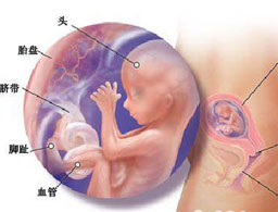 【怀孕16周】怀孕16周胎儿发育情况