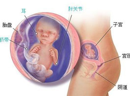 【怀孕17周】怀孕17周胎发育情况