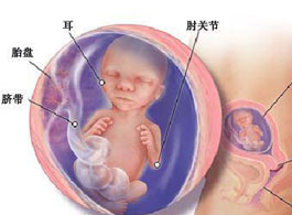 【怀孕18周】怀孕18周胎儿情况