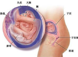 【怀孕19周】怀孕19周胎儿发育情况