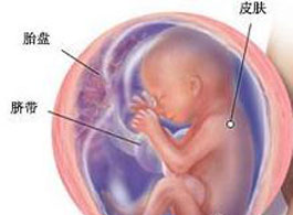 【怀孕20周】怀孕20周胎儿发育情况