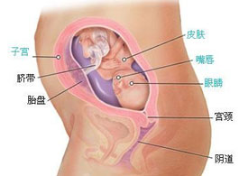 【怀孕22周】怀孕22周胎儿发育情况_怀孕22周注意什么