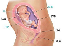 【怀孕23周】怀孕23周注意事项_怀孕23周胎儿发育情况