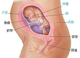 【怀孕24周】怀孕24周胎儿发育情况_怀孕24周注意事项