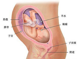 【怀孕30周】怀孕30周胎儿发育情况_怀孕30周注意事项