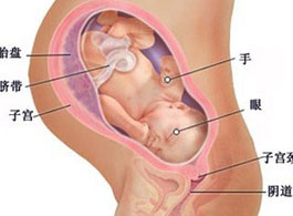 【怀孕38周】怀孕38周注意事项_怀孕38周胎儿发育情况