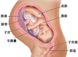 【怀孕39周】怀孕39周注意事项_怀孕39周胎儿发育情况