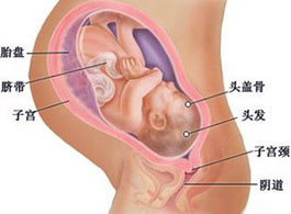 【怀孕40周】怀孕40周注意事项_怀孕40周胎儿发育标准