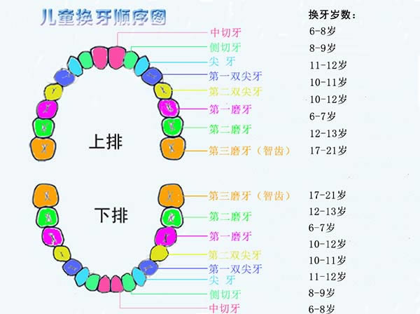 小孩换牙顺序图和时间(儿童换牙顺序图)