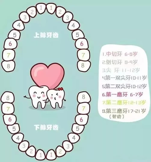 小孩换牙顺序图和时间(儿童换牙顺序图)