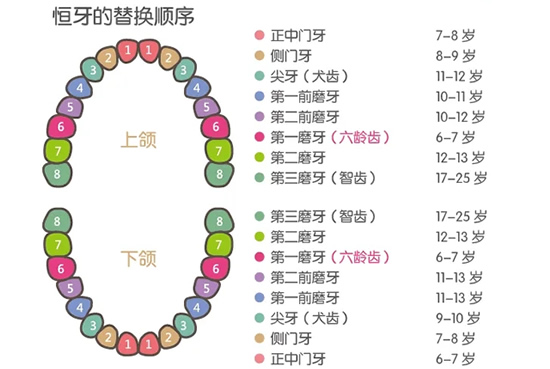 儿童换牙时间和顺序图(孩子换牙是什么时候)