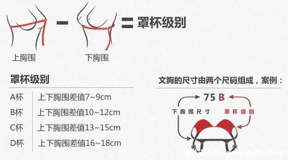 罩杯abcd怎么分大小水果形容