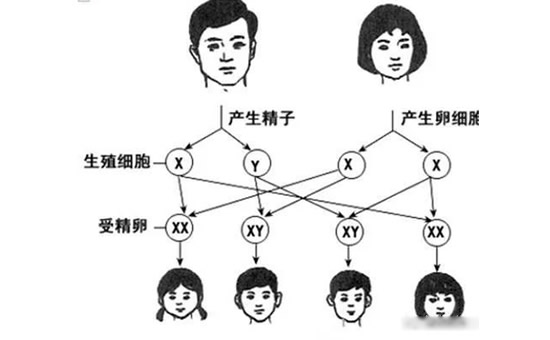 2022清宫图生男生女预测图表(生男生女清宫图怎么看)