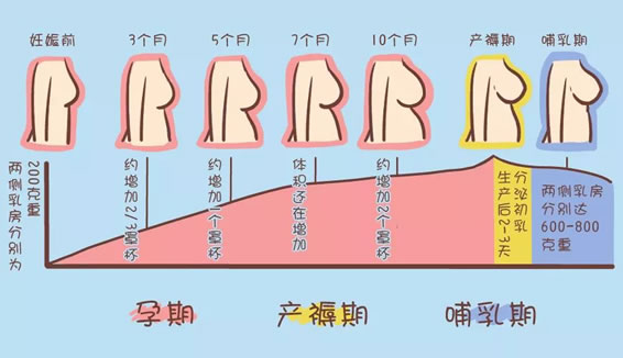 为什么说胸一痛怀孕就没戏了(孕期乳房的变化过程图)