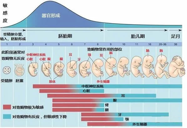 怀孕1-10月肚子变化图文解读胎儿发育全过程