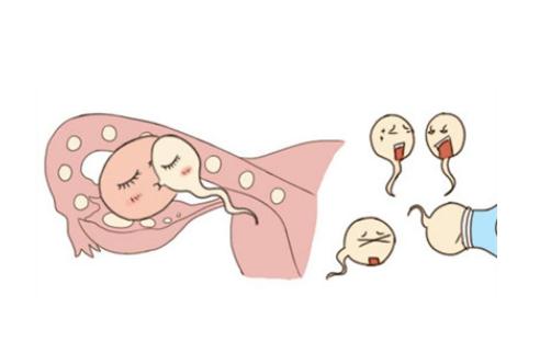 备孕男人如何调理精子生男孩(备孕容易生男孩的方法)
