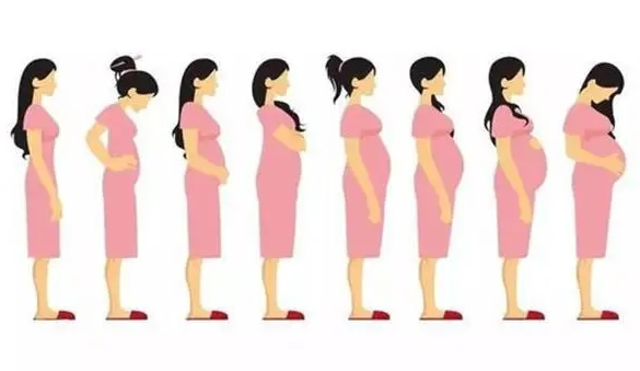 怀孕两个月小腹什么样子的图片(怀孕1到9月肚子变化图)