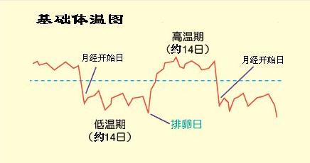 强阳当天同房还是第二天同房效果好(监测排卵的方法)