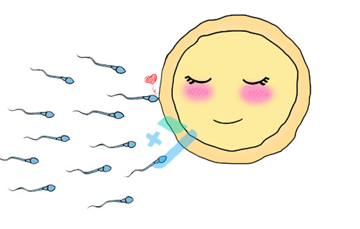备孕二胎有三种男人容易生男孩(男人如何调理精子后提高生男孩几率)