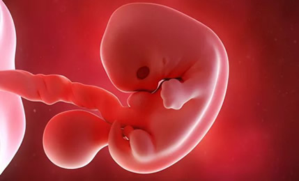 孕早期胎芽长得快慢能知道性别吗(看男女准确率高么)