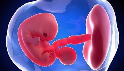 孕早期胎芽长得快慢能知道性别吗(看男女准确率高么)