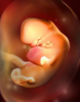 怀孕1-40周完整详细的胎儿发育过程图(GIF图告诉你胎儿发育的全过程)
