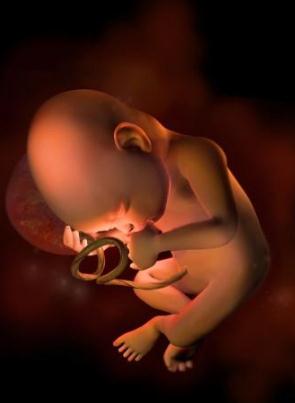 怀孕1-40周完整详细的胎儿发育过程图(GIF图告诉你胎儿发育的全过程)