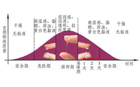 女性卵巢一般是在什么时候排卵的(女性排卵期身体症状)