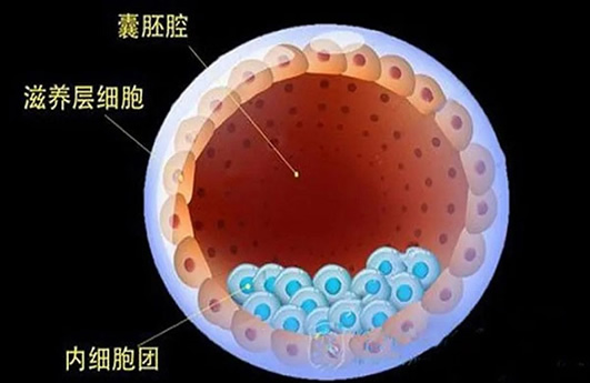 3BB和4BB囊胚区别(3bb和4bb囊胚性别一样吗)