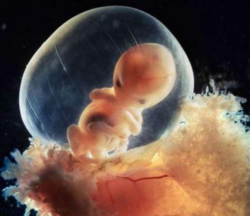 怀孕10周小孩成型图片(10张图带你看懂胎儿发育成型全过程)