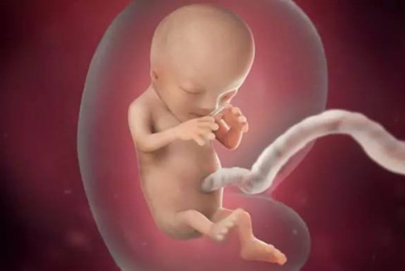 怀孕10周小孩成型图片(10张图带你看懂胎儿发育成型全过程)