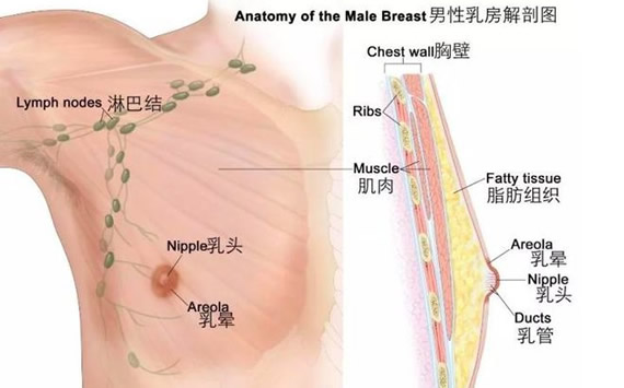 男性奶头有什么用(男性为什么长奶头)