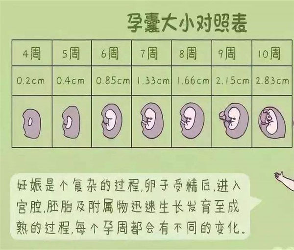 孕囊大小对照表50天 孕囊形状看男女(超准)