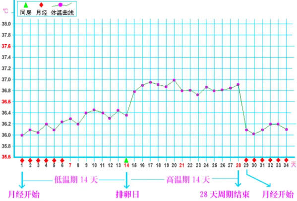 女性排卵期体温曲线图(排卵日和排卵期受孕对比)