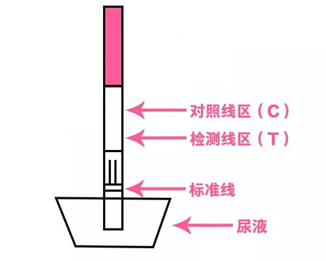 早早孕试纸测试时间(准确率该怎么看及注意事项)