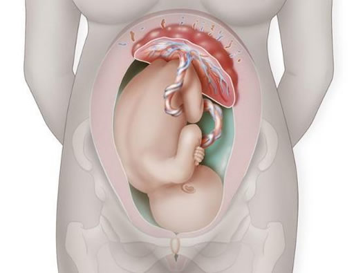 宝宝入盆后的肚型图片(入盆过程图及症状)