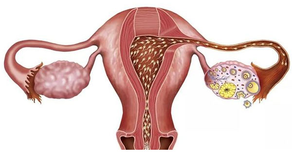 子宫内膜厚度需要达到什么程度受精卵才会成功着床(导致子宫内膜变薄的原因