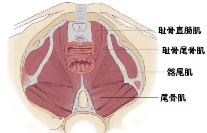 男性凯格尔运动正确做法(正确的凯格尔运动图解)