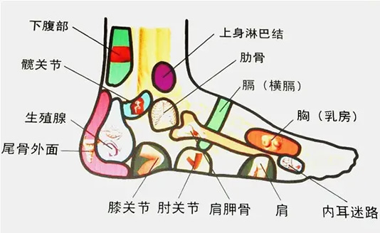 脚的各个部位详细图 脚弓/脚面/脚底(示意图解)