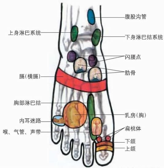 脚的各个部位详细图 脚弓/脚面/脚底(示意图解)