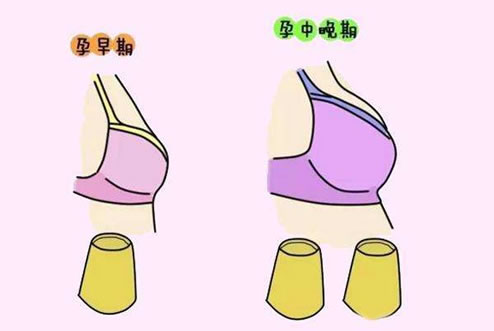 怀孕和没怀孕胸部的区别(怀孕后胸部表现)