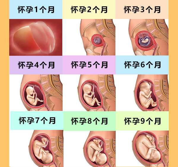 怀孕1-9个月胎儿变化图(发育过程)