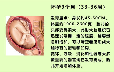 怀孕1-9个月胎儿变化图(发育过程)